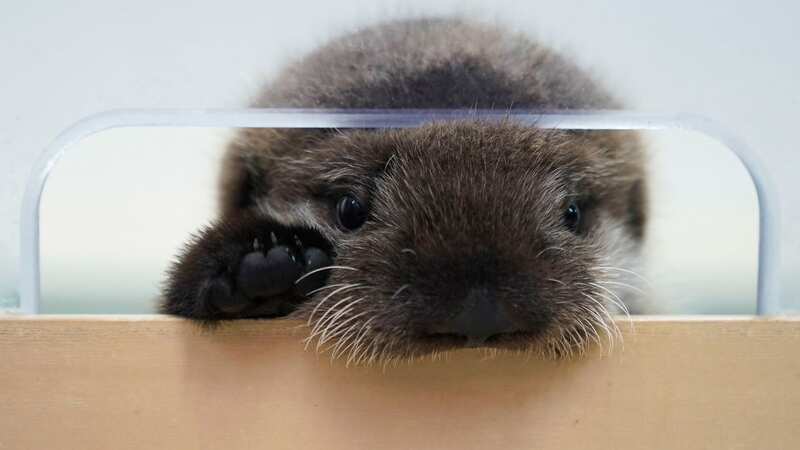 The sea otter peaks out of his enclosure at Shedd Aquarium (Image: AP)