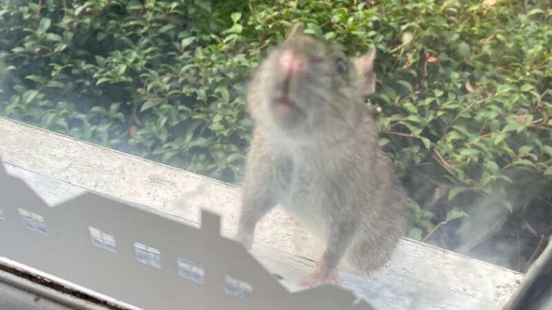 A rat at a resident