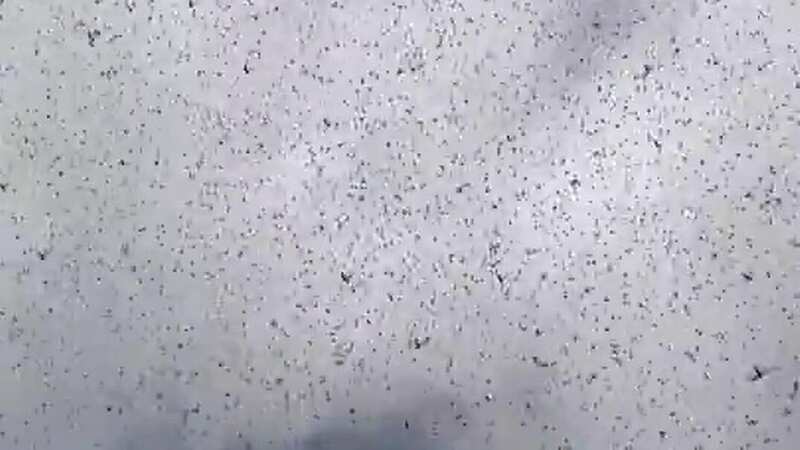 Plague of locusts swarms city leaving locals petrified of 