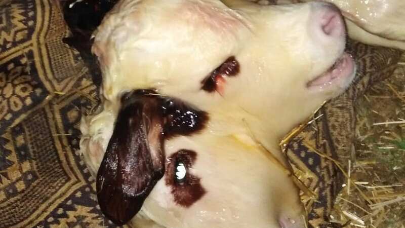 The two-headed calf was born on a farm in Tokat, Turkey (Image: Newsflash)
