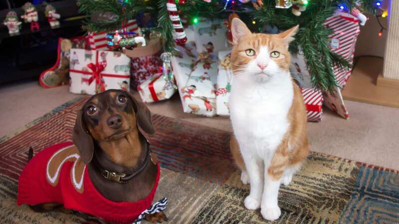 Eight in 10 pet owners will buy a Christmas present for their cat or dog this festive season (Image: Getty Images)