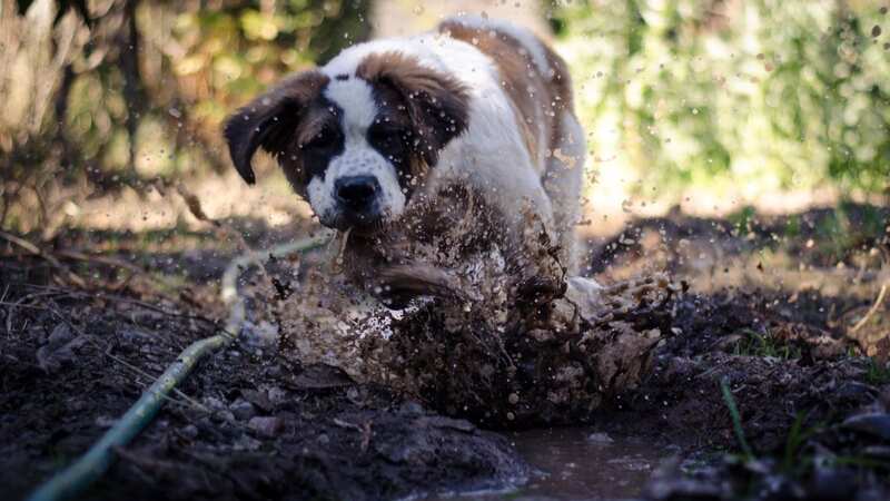 It is believed the illness may be linked to mud and wet conditions (Image: No credit)