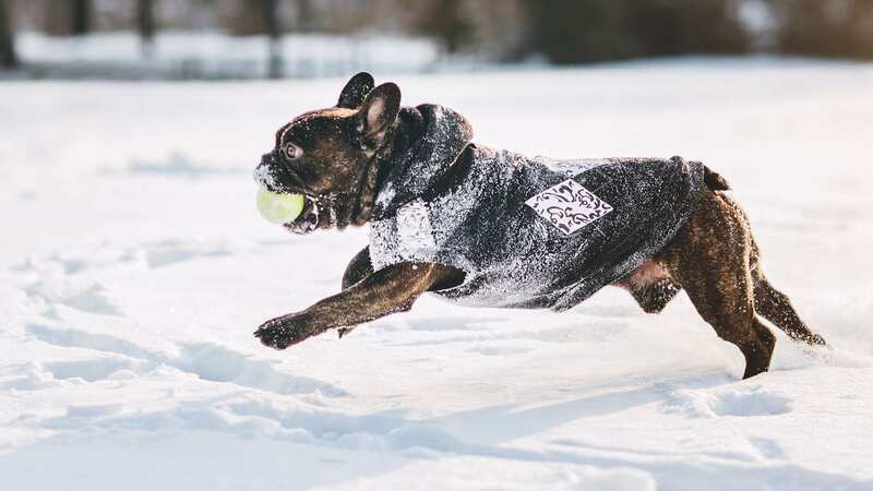 Even animals that are enthusiastic about snow need to be protected from cold temperatures (Image: Getty Images)