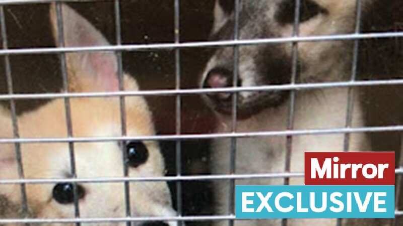 Rosie was one of the five huskies saved from terrible conditions