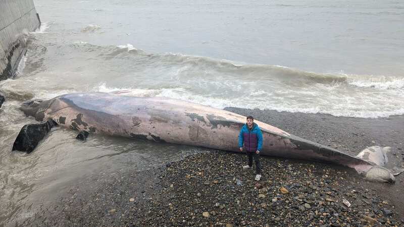 A fin whale was found dead on Tramore Beach near Waterford in Ireland