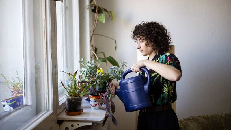 Plants can be low maintenance, says expert (stock image) (Image: Getty Images)