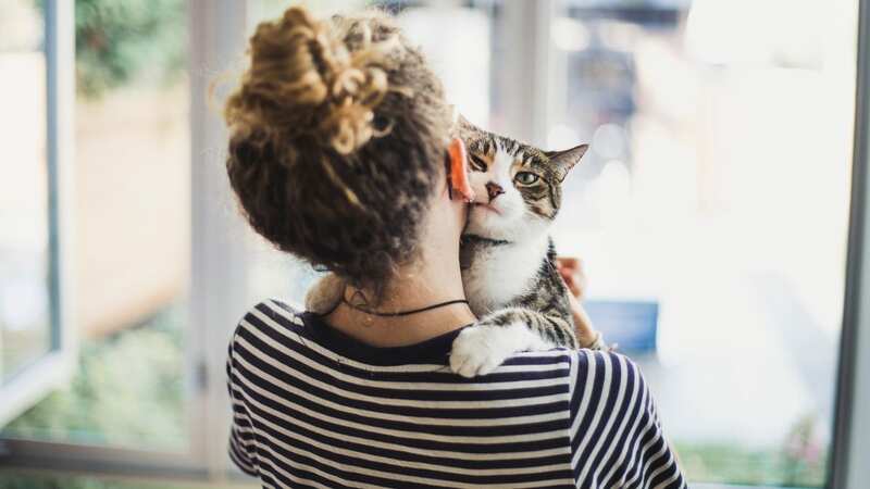 Studies have linked schizophrenia to people who own cats (Image: Getty Images)