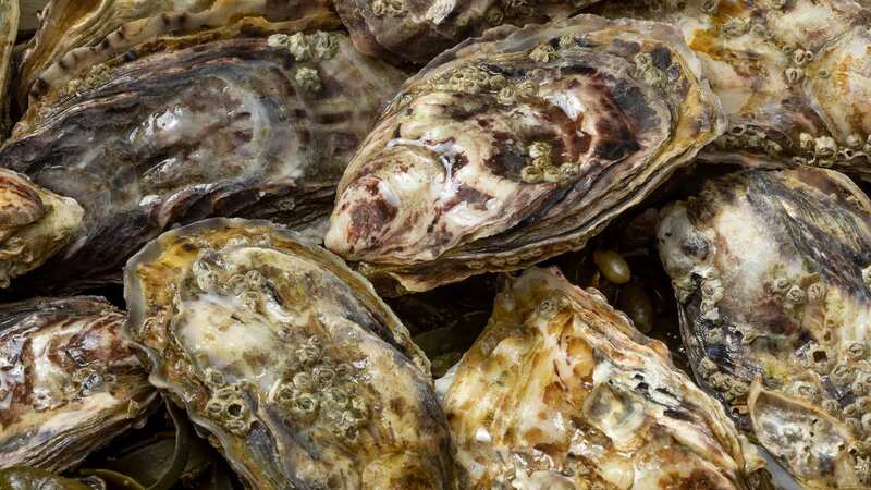 Oysters, clams, mussels and scallops could all hold the key to a longer life (Image: Getty Images/iStockphoto)