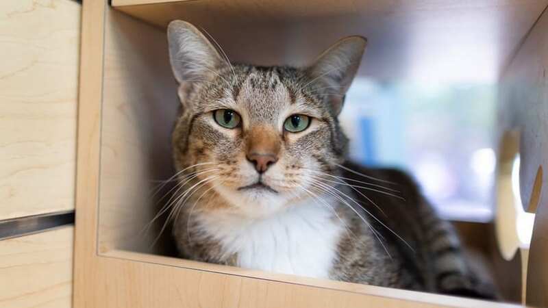 Quilty the cat was locked up for continually helping other cats at the shelter escape (Image: friends4life.org)