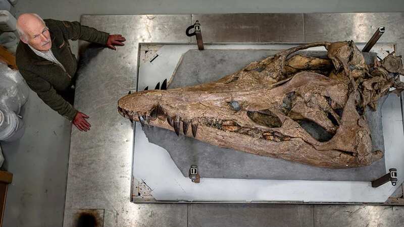 The Pilosaur skull will take centre stage in a special BBC One show featuring David Attenborough on New Year