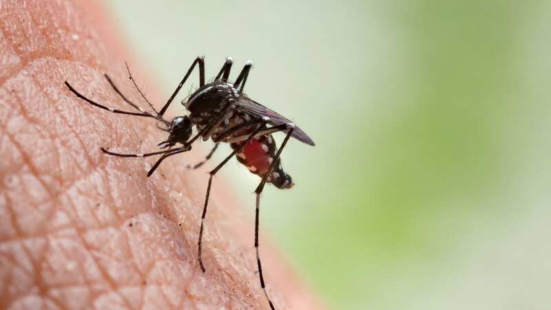 Tiger mosquitos could become common in this country (Image: Getty Images/iStockphoto)
