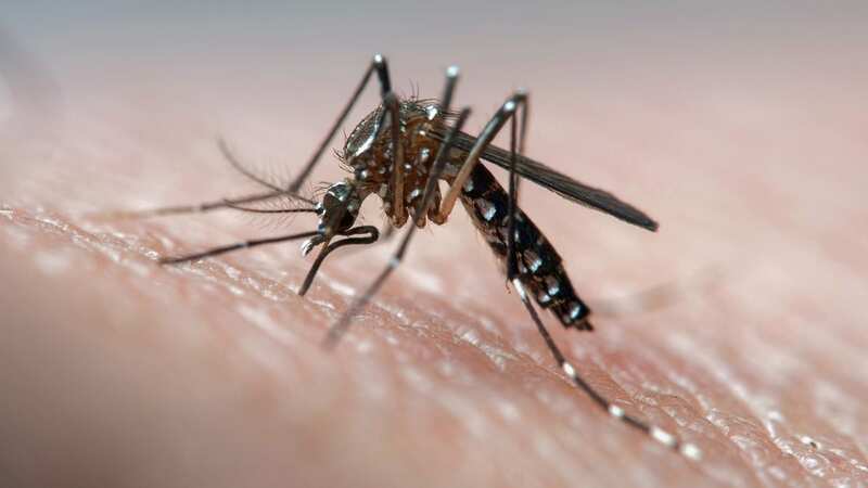 The Asian tiger mosquito is native to Southeast Asia but now established in the Americas, parts of Africa, Australasia and southern Europe (Image: Getty Images)