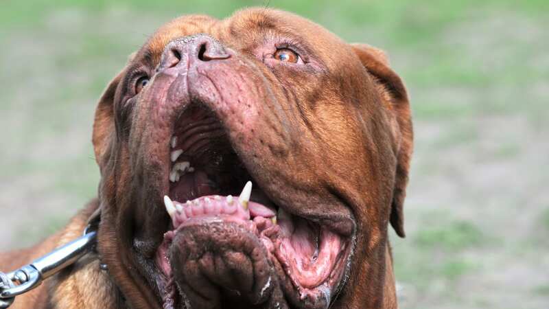 Gucci, a Dogue de Bordeaux or French mastiff dog, is subject to a contingent destruction order (stock image) (Image: Getty Images/iStockphoto)