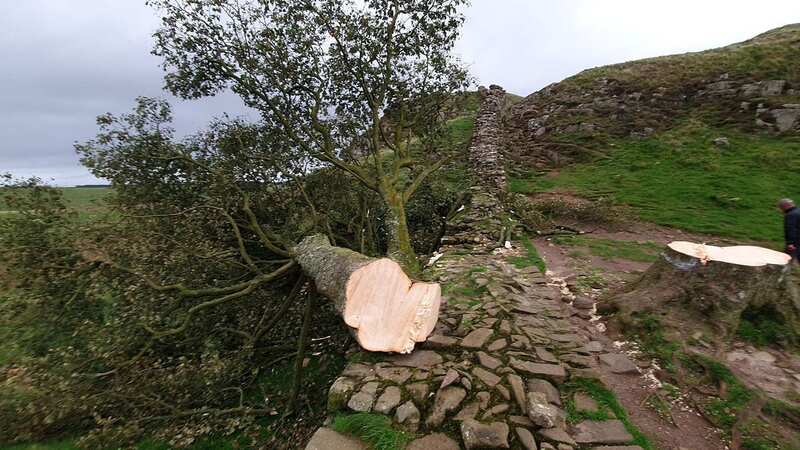 The Sycamore Gap tree, which featured in blockbuster movie Robin Hood: The Prince of Thieves, was destroyed overnight (Image: Amanda Marks / SWNS)