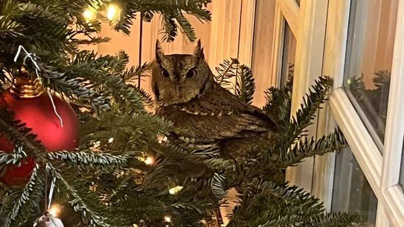 The owl had been in their living room for days (Image: Michele White)