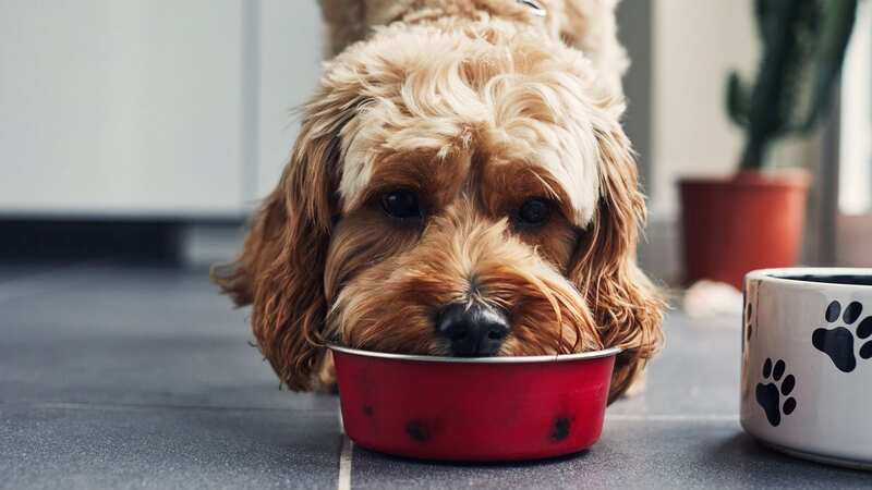 A woman has shared her Christmas dinner recipe for her dogs - but people warn there