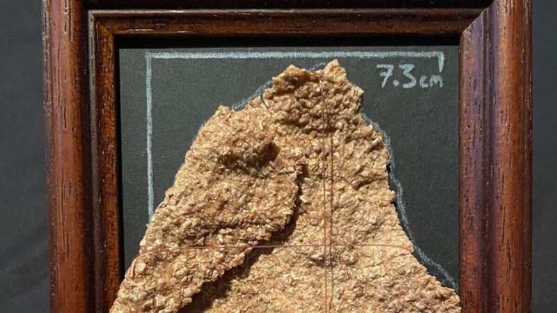 The giant bran flake is reportedly still crispy (Image: mediadrumimages/Ebay)
