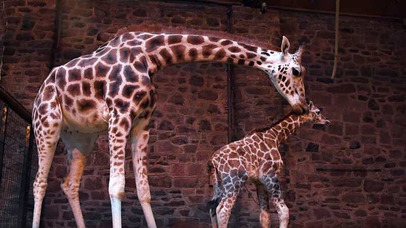 Baby giraffes being born are quite the event in zoos, like it was at Chester Zoo, UK (Image: AFP/Getty Images)
