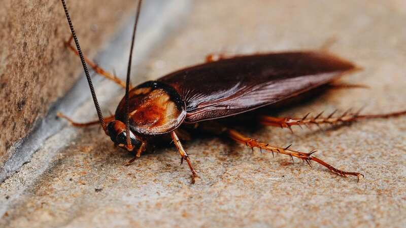 Cockroaches are common in the winter months (Image: Getty Images/iStockphoto)