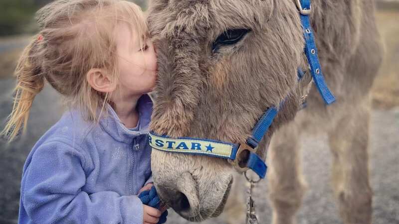 Winston, 20, an elderly animal, could die of heartbreak because donkey