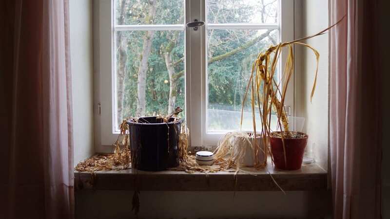 Keep your plants alive whilst you are on holiday with this self-watering hack (stock image) (Image: Getty Images/iStockphoto)