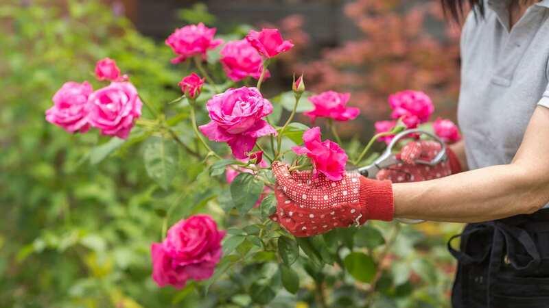 Roses need looking after - even after they have bloomed (stock photo) (Image: Getty Images/Image Source)