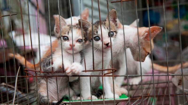 Restaurant owner Pham Quoc Doanh has joined a program to stop slaughtering cats for food