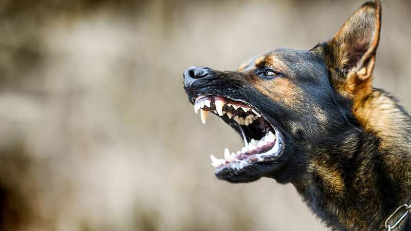 The woman admitted she had become scared of what the dog might do (stock image) (Image: Getty Images/iStockphoto)