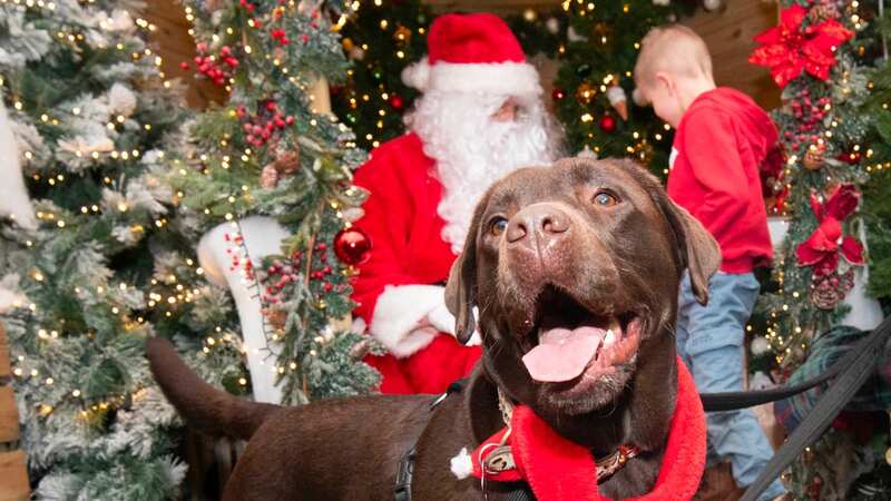 Delighted faces of dogs meeting Santa you need to see this Christmas