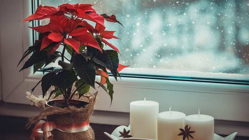 Poinsettias are a popular plant during the festive season (Image: Getty Images/iStockphoto)