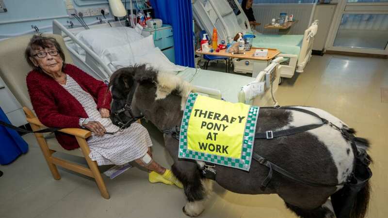 Patient Briget Davies with Charlie the therapy pony at the Lister Hospital in Stevenage (Image: © SWNS)