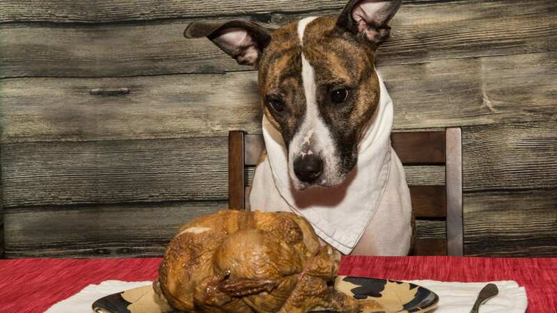 Many ingredients in our festive favourites are extremely toxic to dogs (stock photo) (Image: Getty Images/iStockphoto)