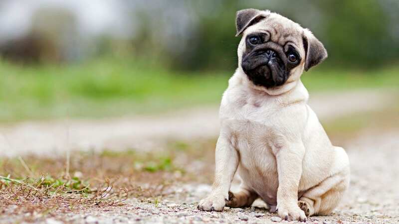Pug dog has MRI scan and the results were 