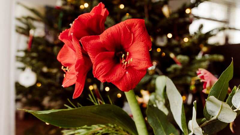 Celebrated for its expansive and vibrant flowers, amaryllis comes in a wide array of colours, including but not limited to red, pink, white, and orange. (Image: Getty Images)