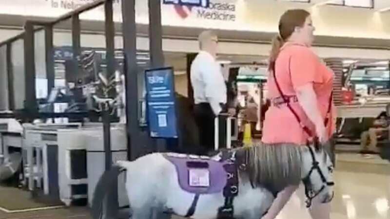 A previous photo captured a horse walking through an airport (Image: Instagram)