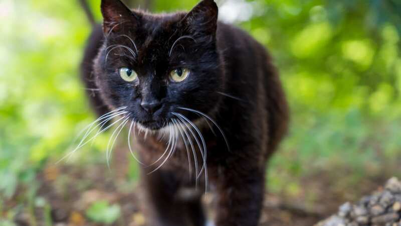 The hunt started after a female cat with white fur was found dead by primary school staff in Cheltenham (Image: Getty Images)