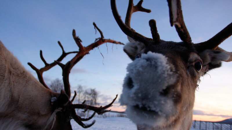 Nosy reindeer with antlers in the winter snow (Image: Getty Images)