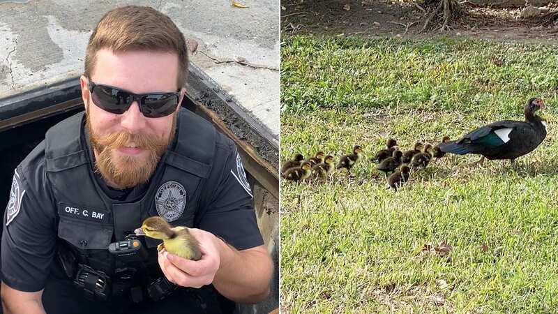 Officers with the League City Police Department in Texas helped rescue 11 ducklings that had fallen in a storm drain