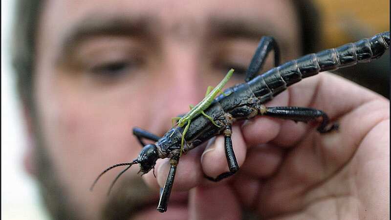 Patrick Honan, the man in charge of the program, holding the rare Lord Howe Island Stick insect (Image: Fairfax Media via Getty Images)