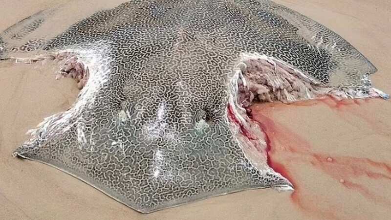The stingray, with bite marks, was found on beach south of Champagne Pools on Queensland