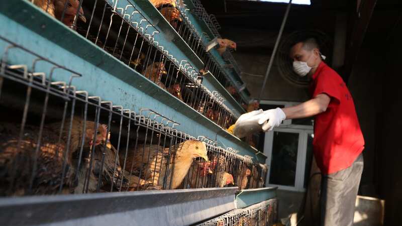 Chicken farms across China are seen as a major threat in breeding bird flu (Image: South China Morning Post via Getty Images)