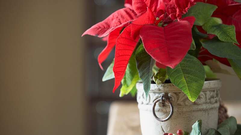 This watering rule will help poinsettia last longer (Image: Getty Images)