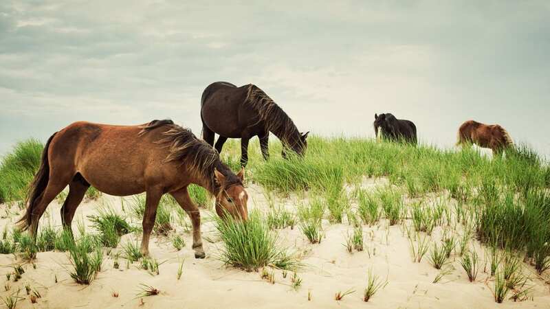 Wild horses have come to dominate Sable Island (Image: Getty Images)