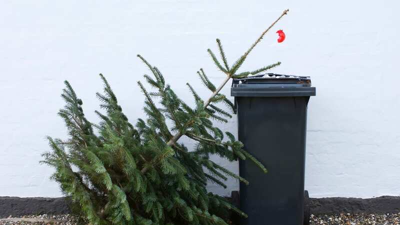There are many environmentally friendly ways to deal with your old Christmas tree - and simply chucking it out with the household waste isn