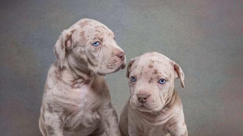 XL Bully pups such as these may have to be put down if owners don