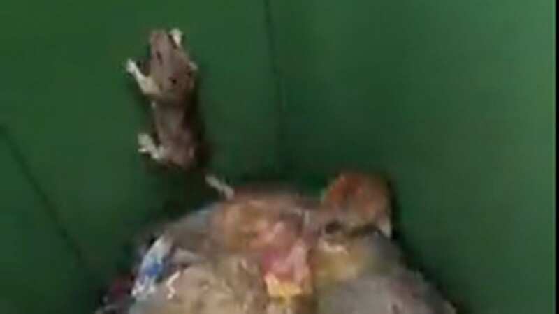 Refuse workers have said the plague of rats has made their jobs impossible (Image: supplied)
