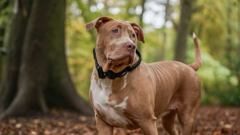 It will also be an offence to own one from February 1 unless the animal is registered to the Index of Exempted Dogs (Image: Getty Images)