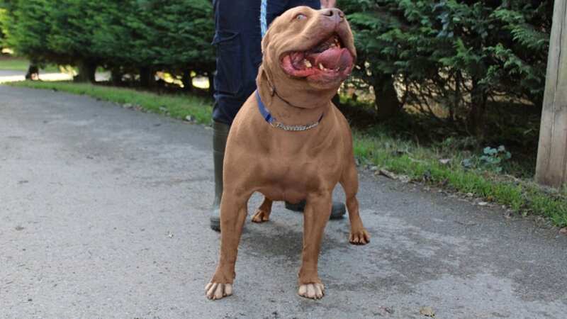 The first set of restrictions on XL Bully dogs comes into force today (file photo) (Image: www.gov.uk)