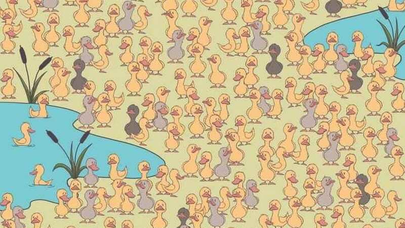 Can you spot the chick? (Full Image Below) (Image: Bright Side)