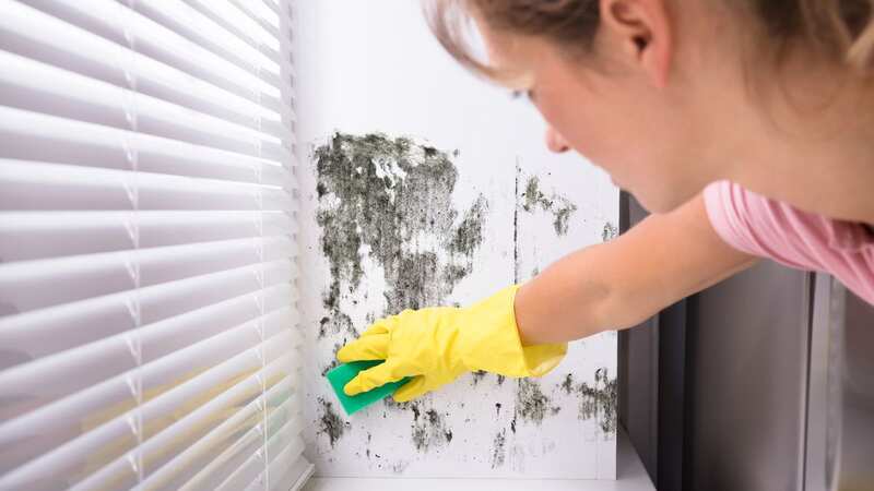 Getting rid of mould in the home is essential for health, experts warn (Image: Getty Images/iStockphoto)
